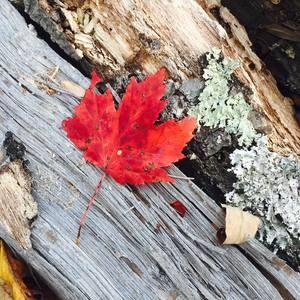 Meet your Posher, Leah